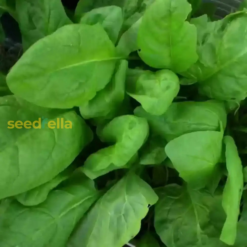 Green Intybus Seeds For Your Vegetable Garden Seeds