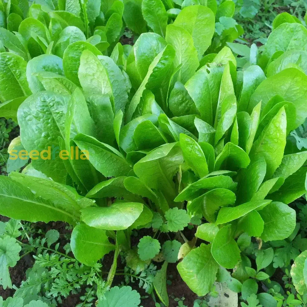 Green Intybus vegetable seeds for planting non GMO