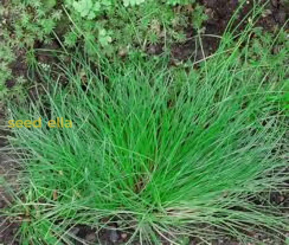 Green Isolepis Cernua Seeds For Planting - Fiber Optic Grass Ornamental Plant Seeds