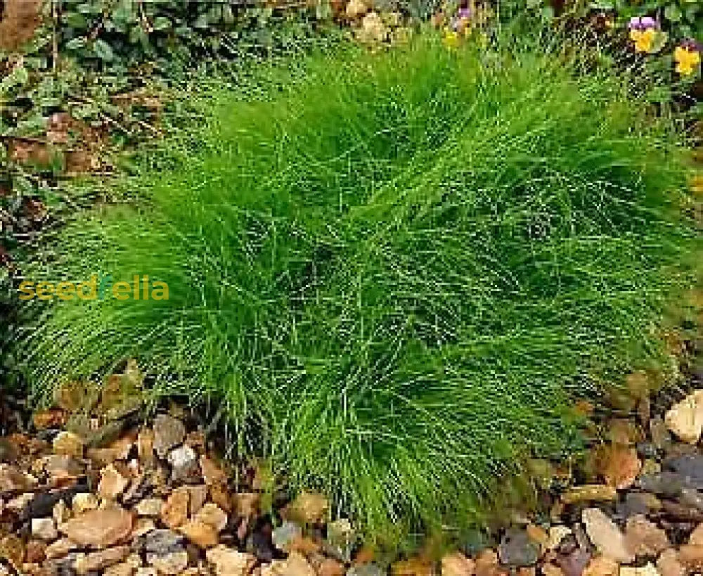 Green Isolepis Cernua Seeds For Planting - Fiber Optic Grass Ornamental Plant Seeds