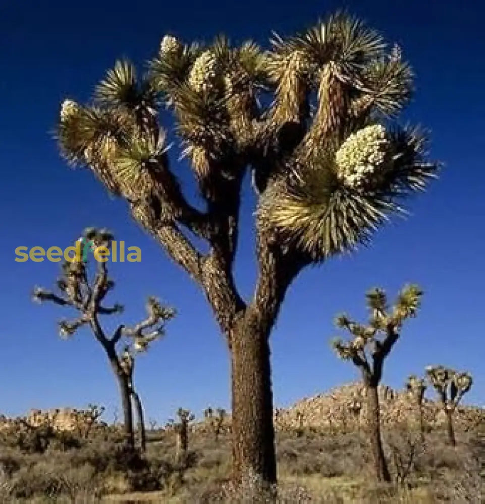 Green Joshua Tree Seeds For Planting - Unique Desert Plant Your Garden Seeds