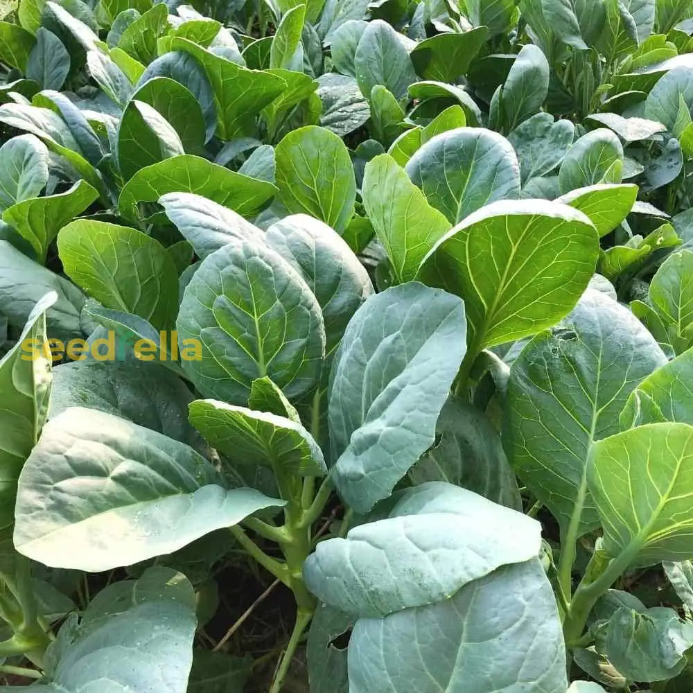 Green Kai-Lan Seeds For Home Planting Vegetable Seeds