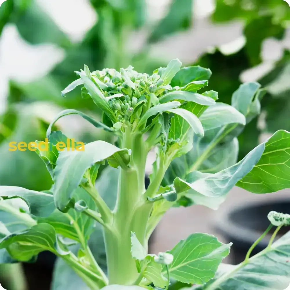 Green Kai-Lan Seeds For Home Planting Vegetable Seeds