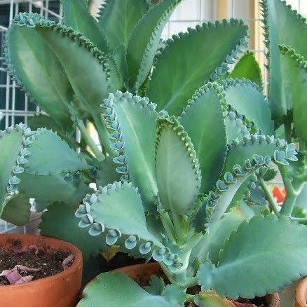 Green Kalanchoe Succulent Seeds for Home Gardening