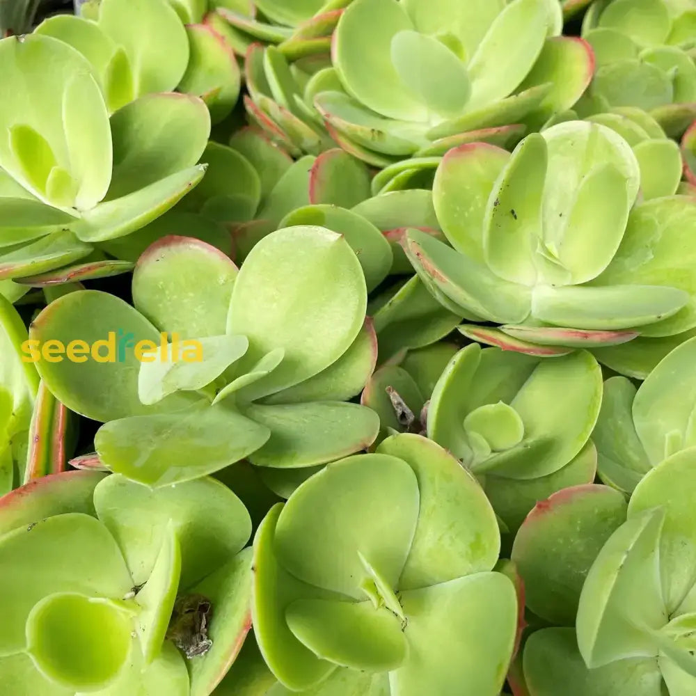 Green Kalanchoe Thyrsiflora Planting Seeds - Grow Unique Succulents Plant Seeds