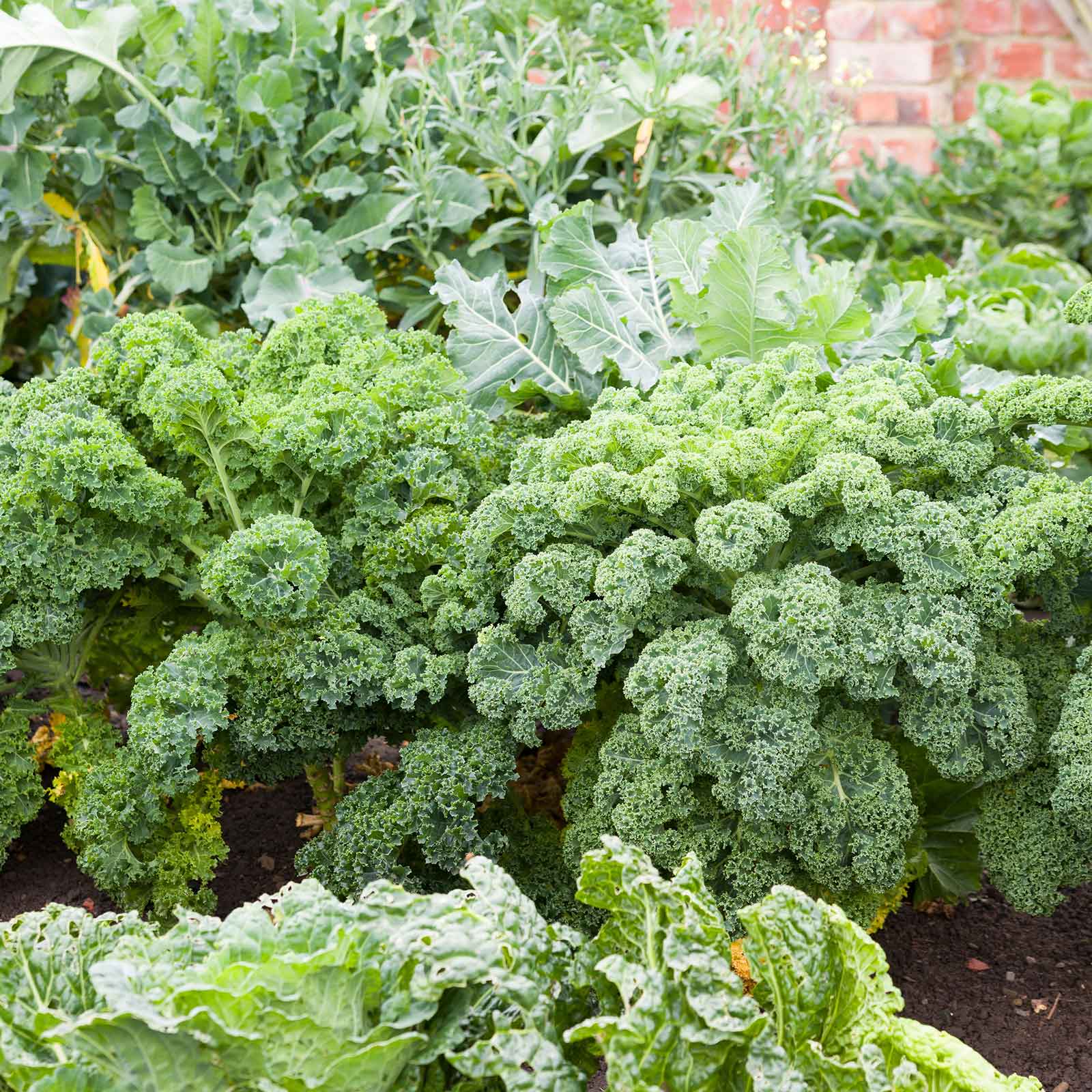 Kale plants from green kale seeds in garden