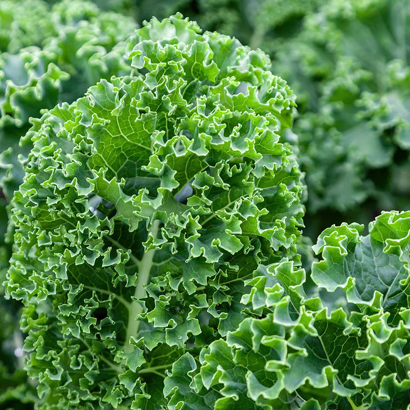 Green kale seeds for planting cool season leafy variety