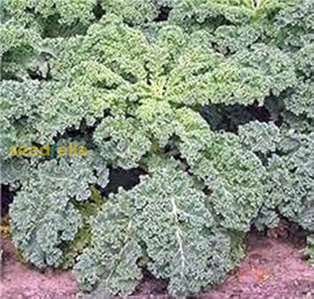 Green Kale Vegetable Seeds For Planting