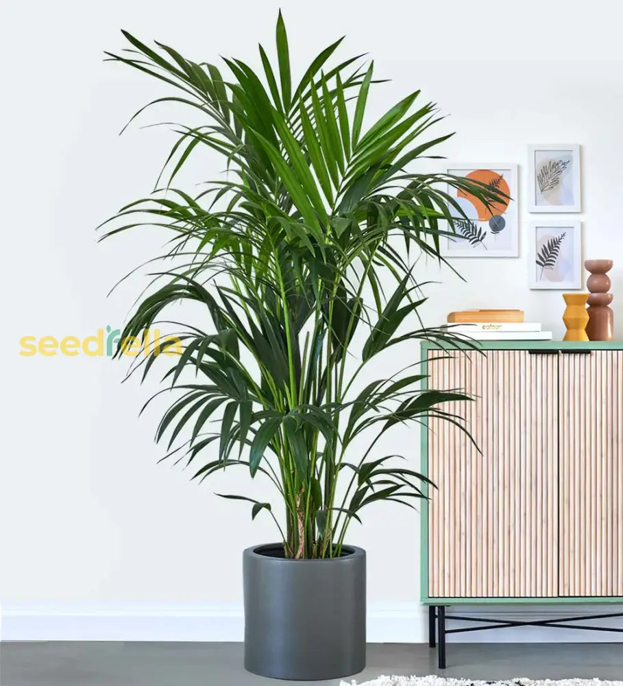 Green Kentia Palm Tree Seeds - Perfect For Indoor & Outdoor Planting Plant Seeds