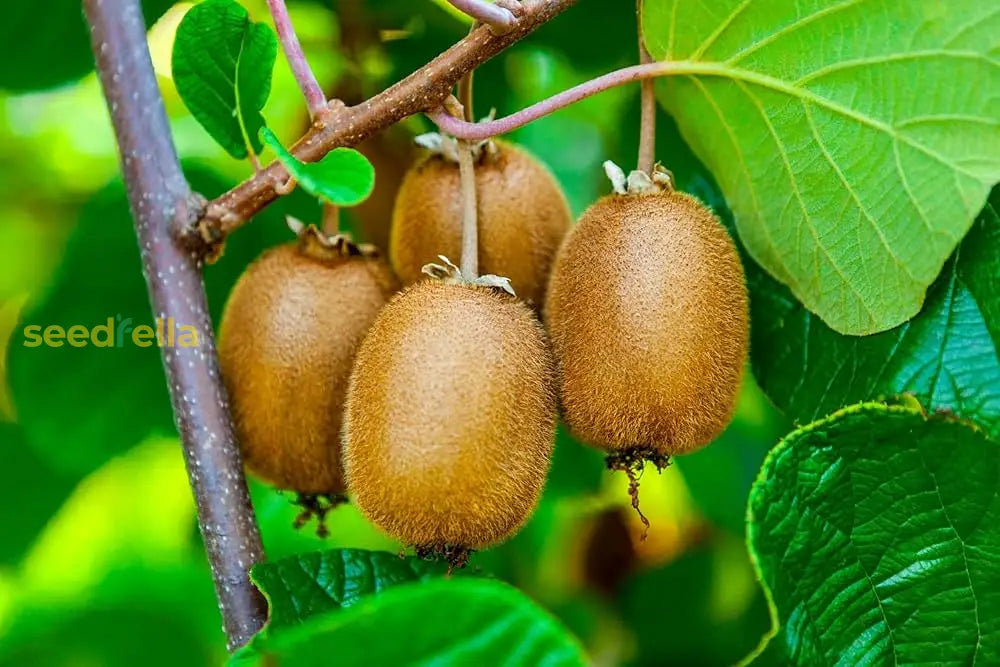 Green Kiwi Fruit Planting Seeds For Home Gardening | Grow Delicious At