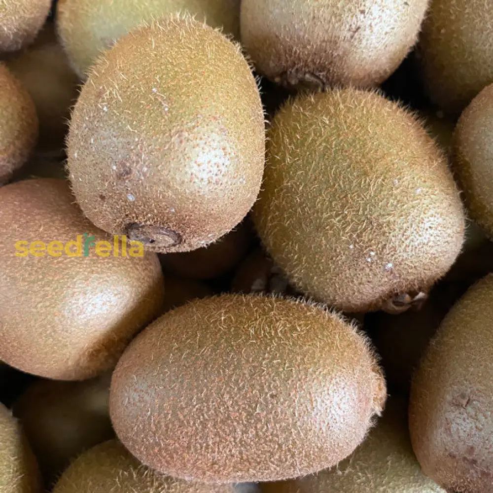 Green Kiwi Seeds for Planting Non-GMO Kiwi Plant Seeds