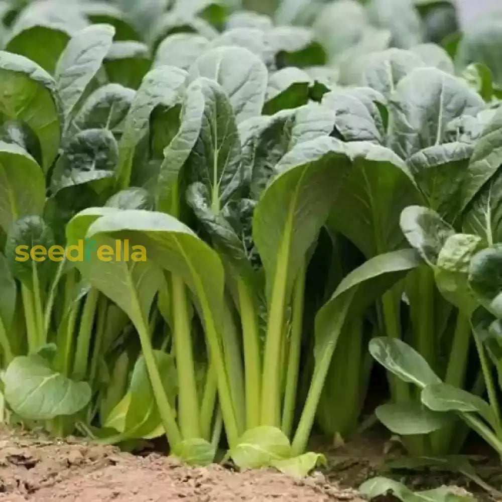 Green Komatsuna Vegetable Seeds For Easy Planting Seeds