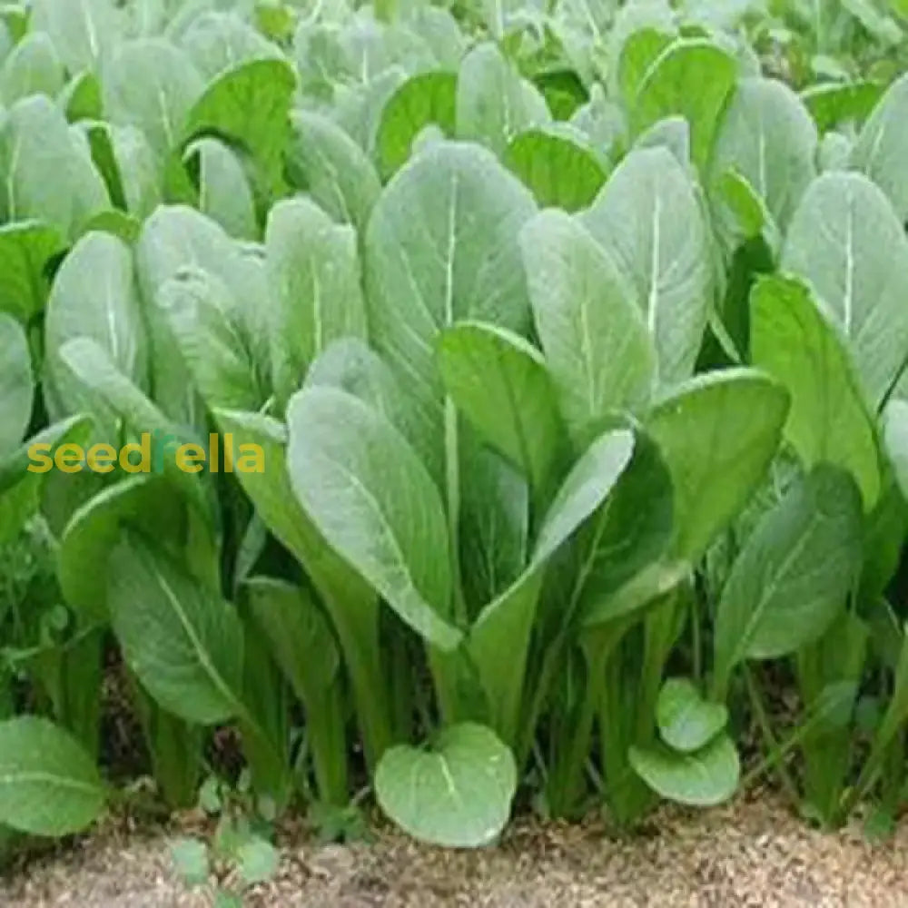 Green Komatsuna Vegetable Seeds For Easy Planting Seeds