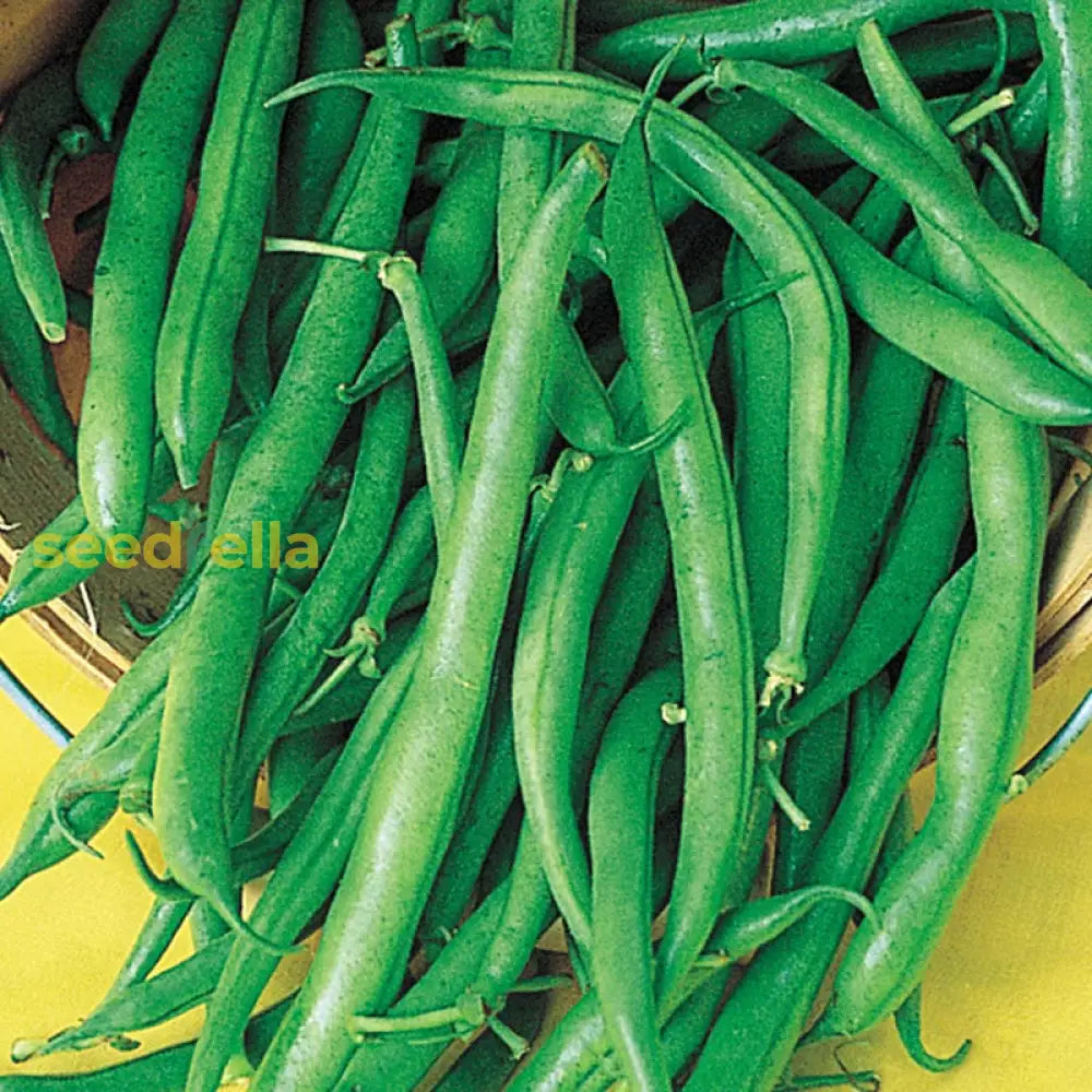 Green Lake bean bush plants in garden
