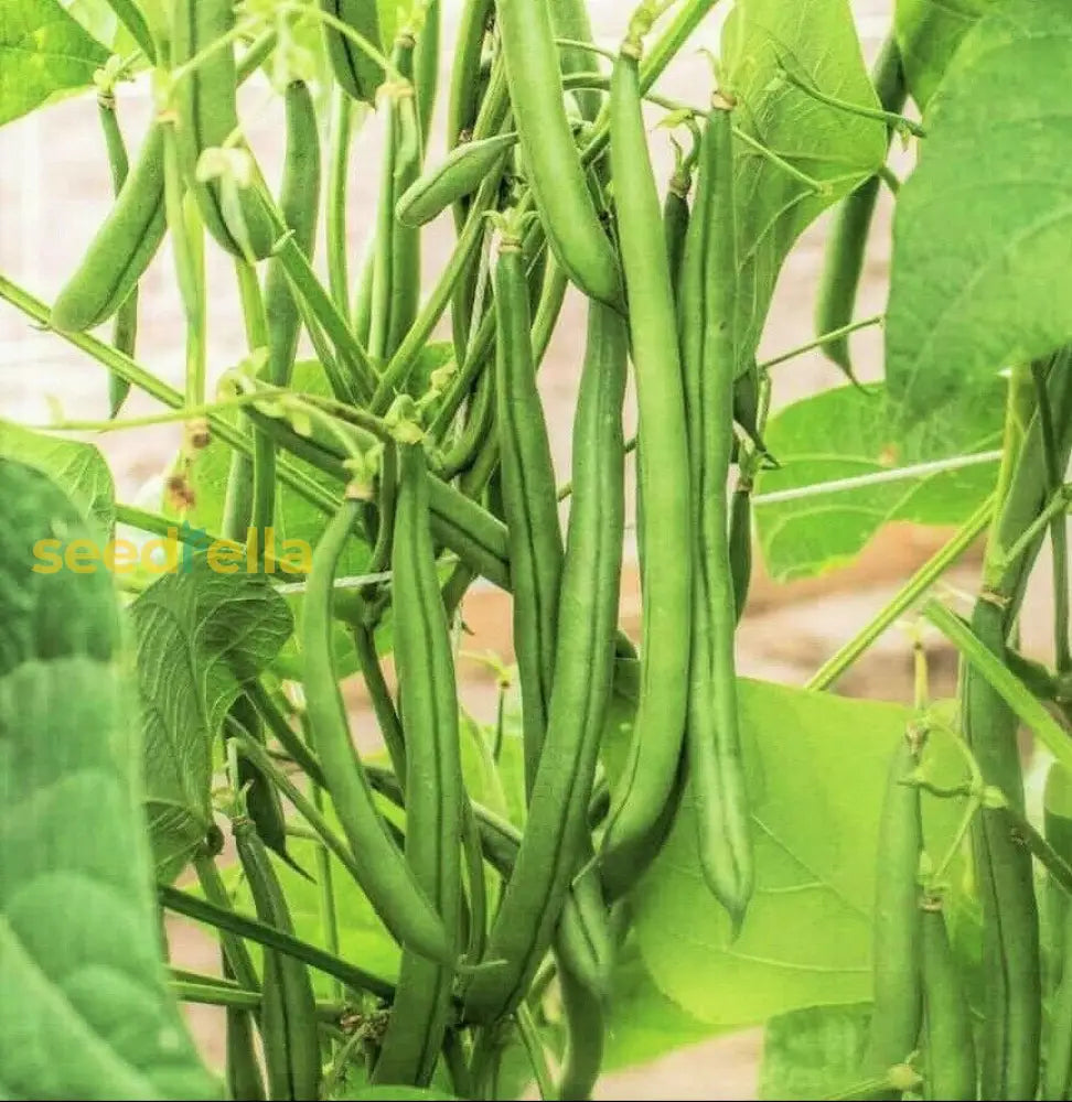 Green Lake Bean Planting Seeds Vegetable Seeds