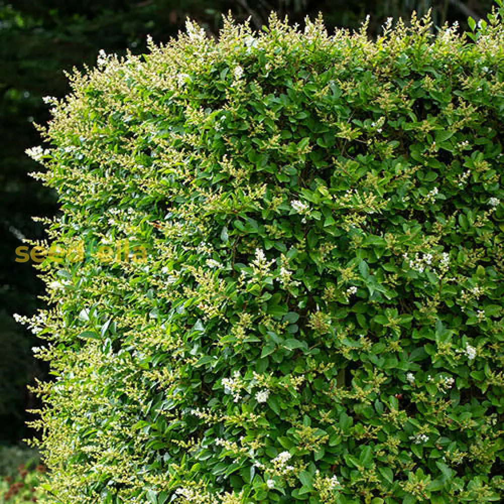 Green Ligustrum Seeds  Lush Perennial Planting For Dense Hedges Plant Seeds