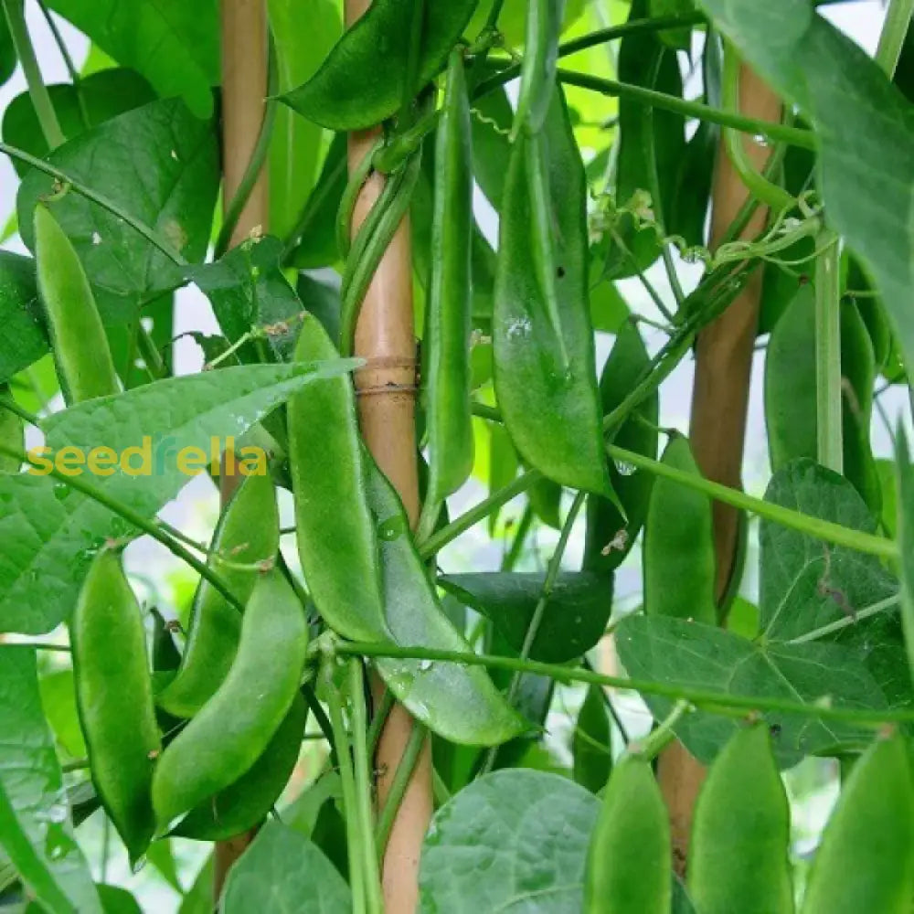 Green Lima Bean Seeds For Vegetable Planting Seeds