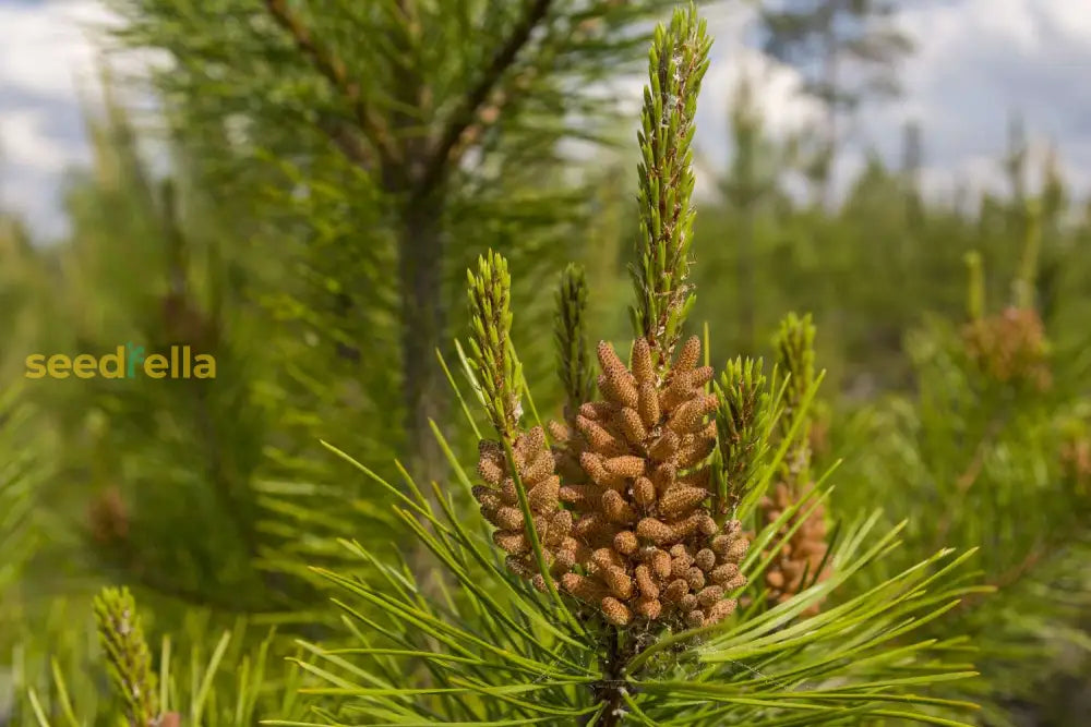 Green Loblolly Pine Tree Seeds For Majestic Planting