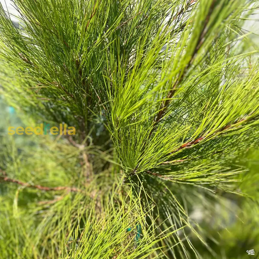 Green Loblolly Pine Tree Seeds For Majestic Planting