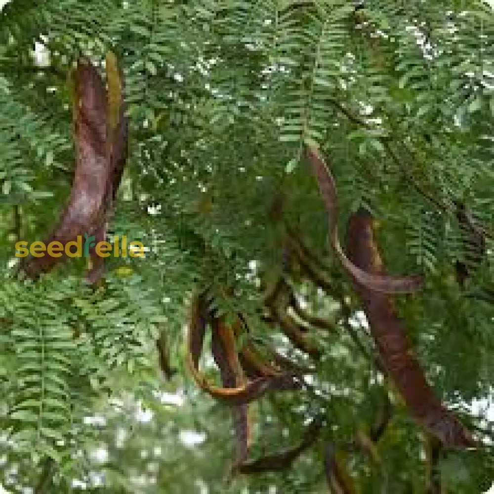 Green Locust Tree Seeds Collection For Easy Planting Plant Seeds