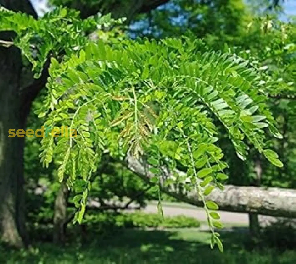 Green Locust Tree Seeds Collection For Easy Planting Plant Seeds