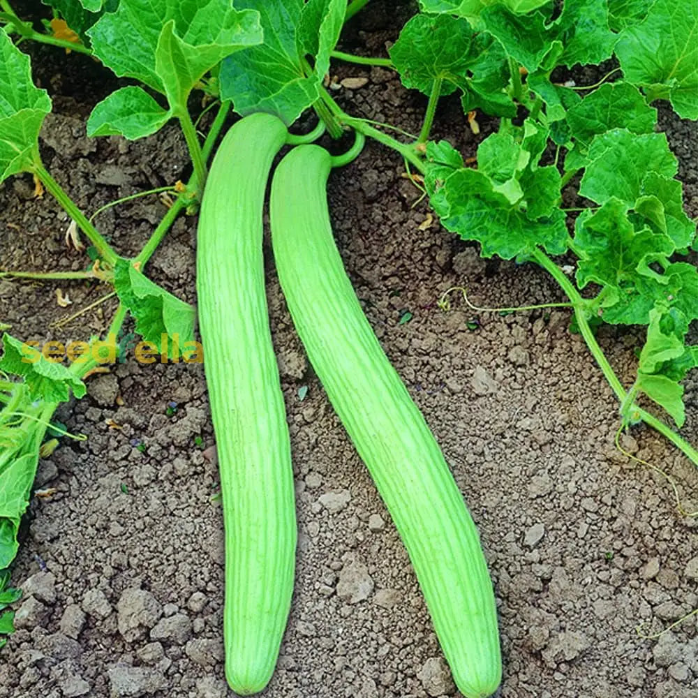 Green Long Melon Vegetable Seeds For Easy Planting Seeds