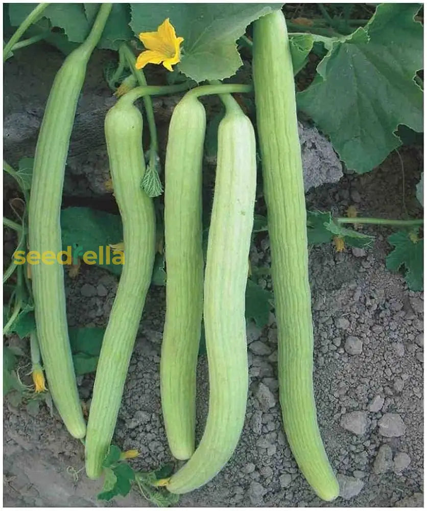 Green Long Melon vine plants growing in garden