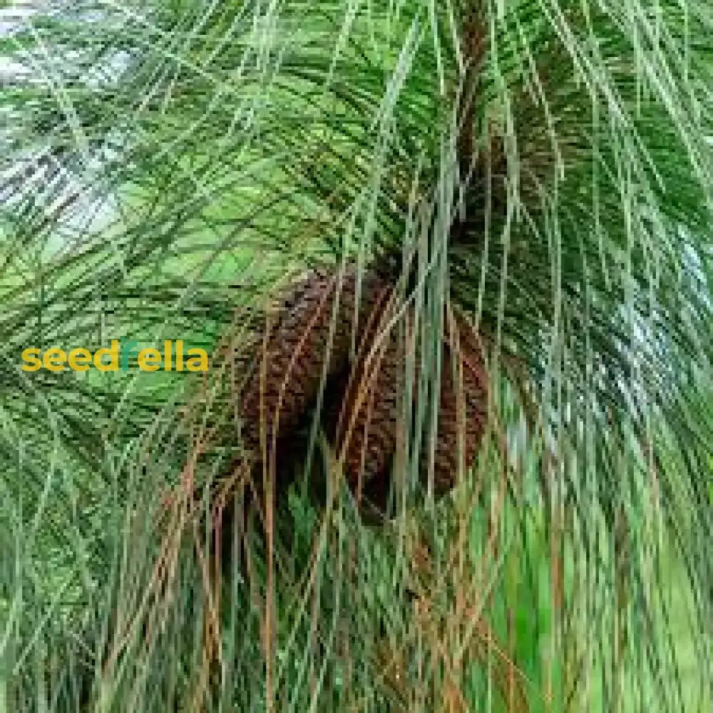 Green Longleaf Pine Tree Planting Seeds For A Lush Landscape Flower