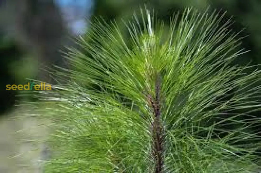 Green Longleaf Pine Tree Planting Seeds For A Lush Landscape Flower