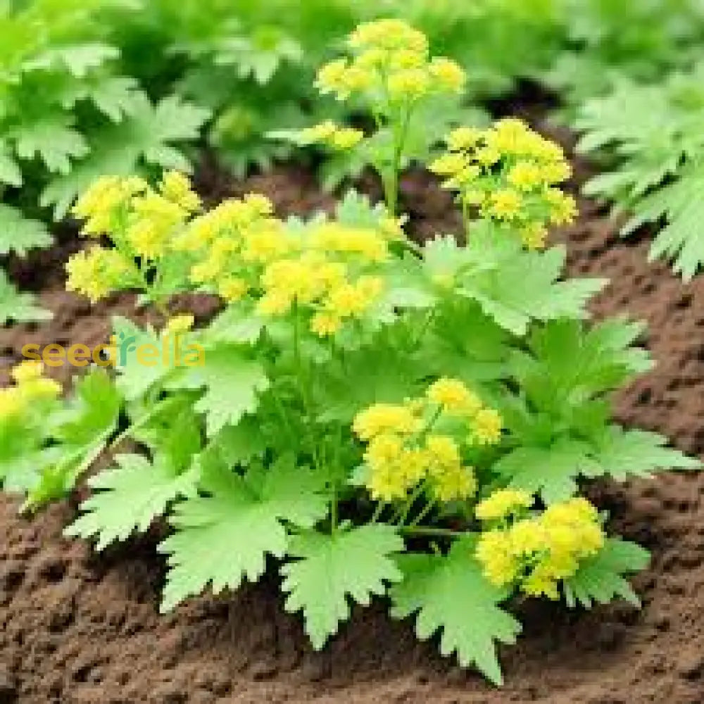 Green Lovage Seeds For Easy Planting Plant Seeds