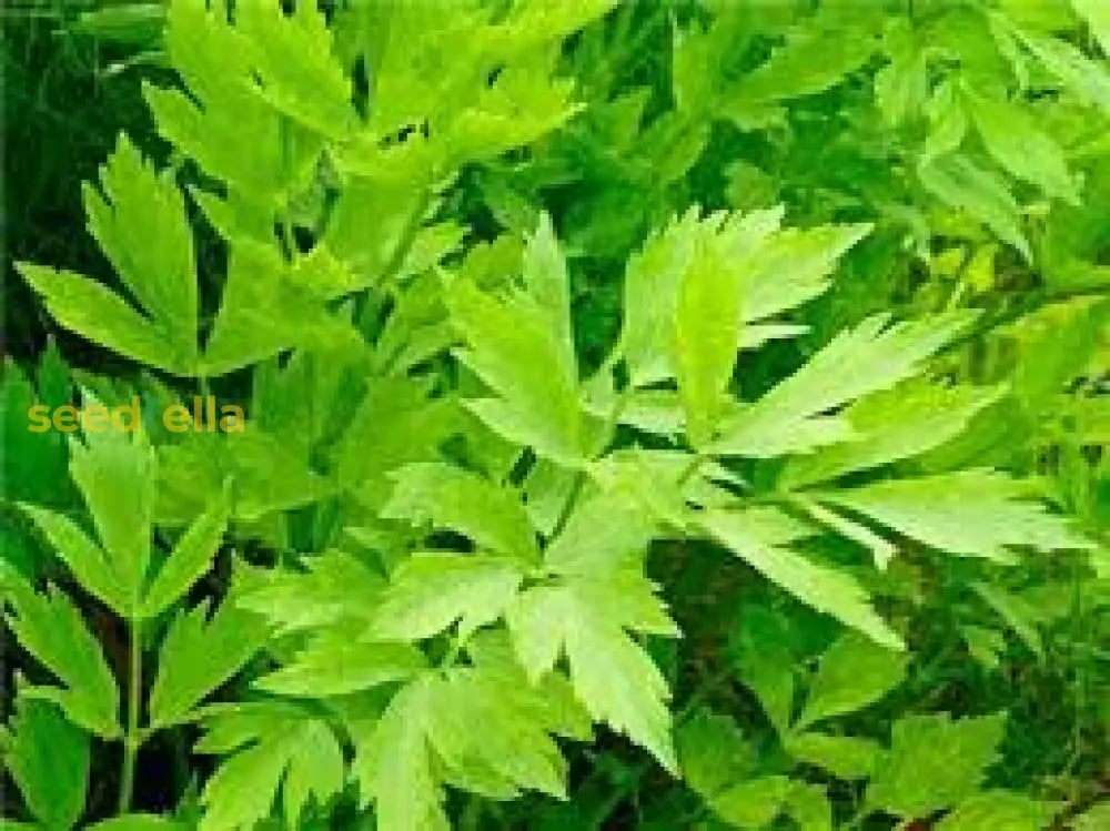 Green Lovage Seeds For Easy Planting Plant Seeds