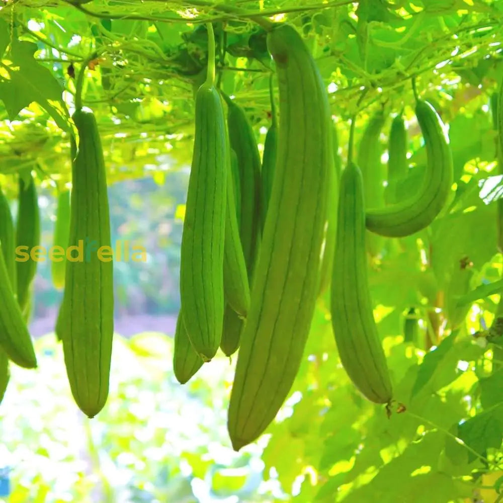 Green Luffa Sponge Vegetable Seeds For Planting Seeds