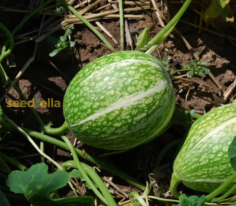 Green Malabar Gourd Seeds For Planting - Premium Vegetable Seeds