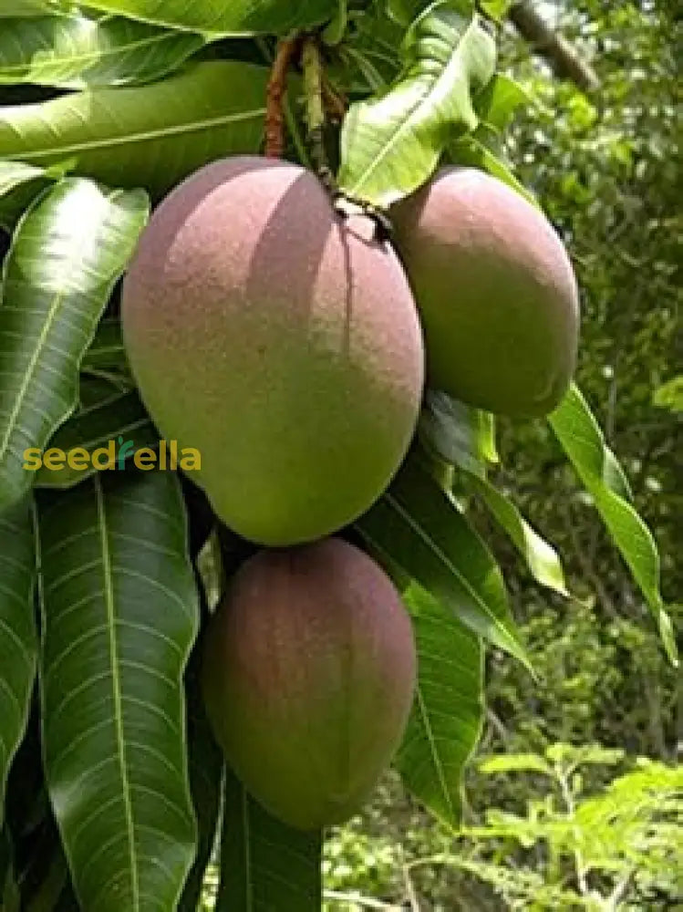 Green Mango Seeds For Planting Fruit