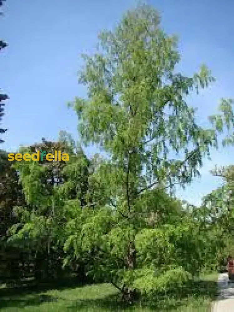 Green Metasequoia Tree Seeds For Planting