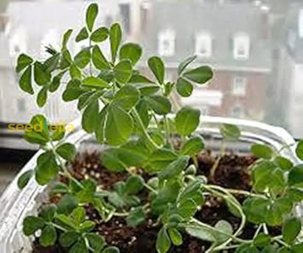 Green Methi Seeds For Planting Plant Seeds