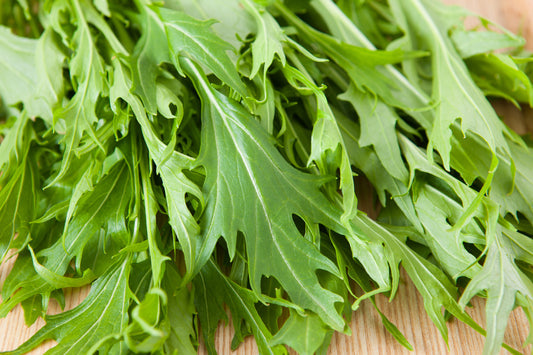 Green Mizuna Mustard seeds Brassica juncea producing Japanese greens with serrated leaves