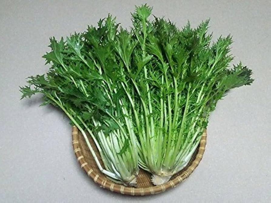 Tender leafy green mizuna plants grown from high-quality mustards seeds