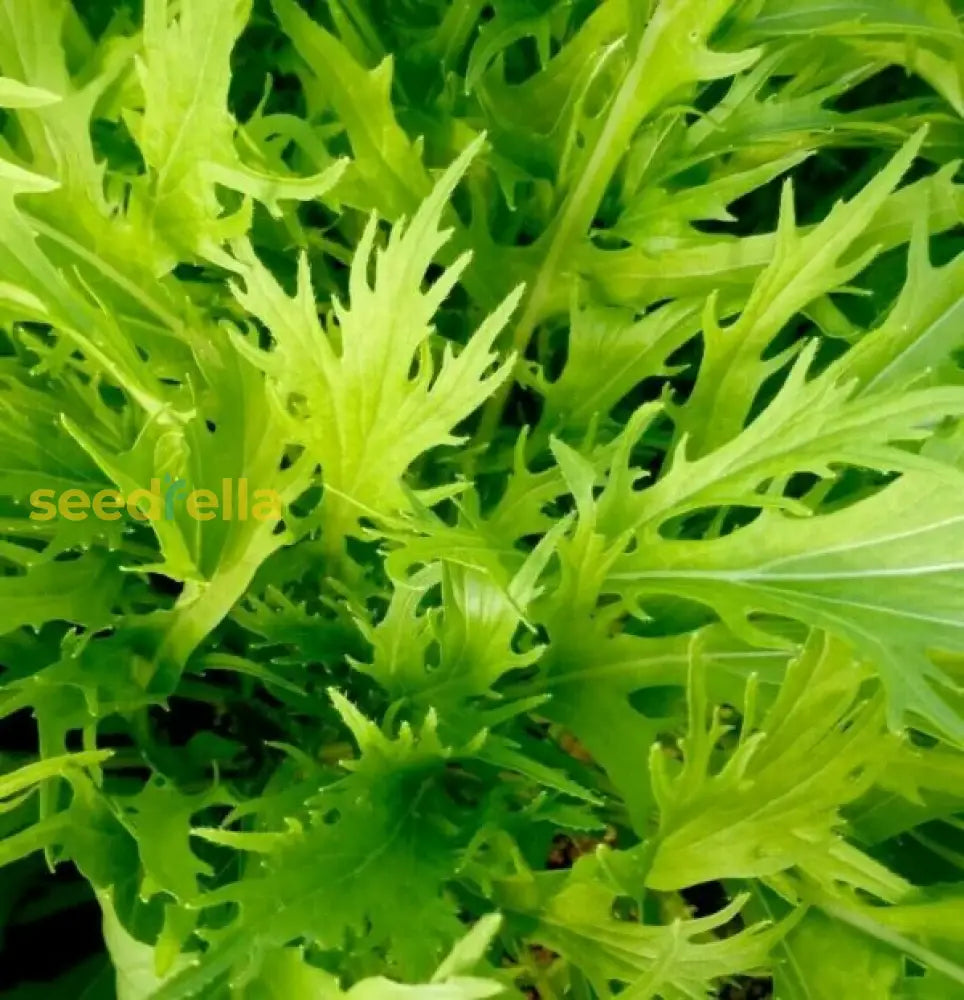 Green Mizuna Seeds For Planting  Fast-Growing Vegetable Greens Seeds