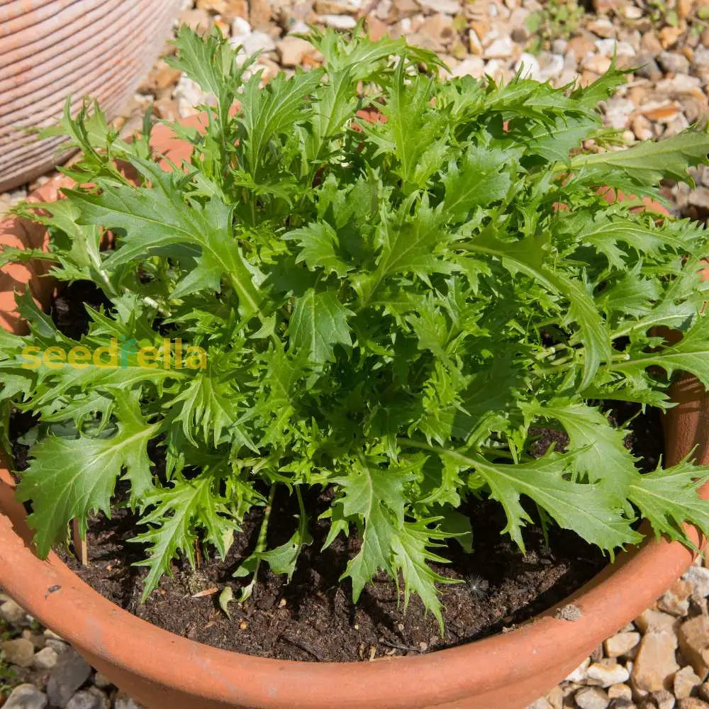Green Mizuna seeds for planting in home gardens