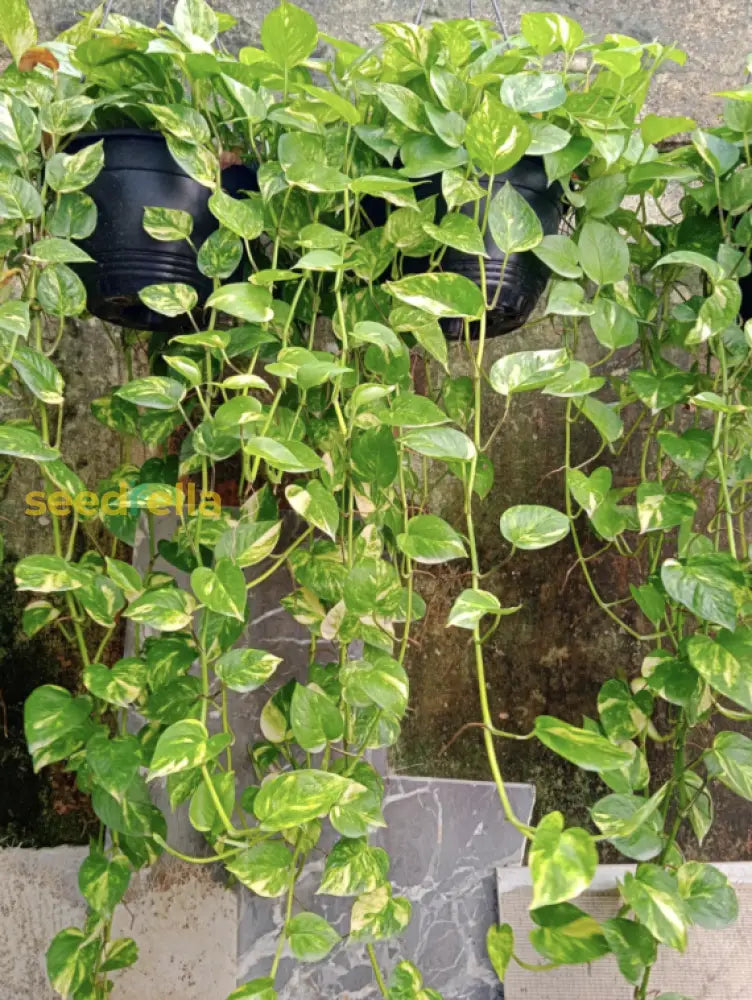 Green Money Tree seeds for planting