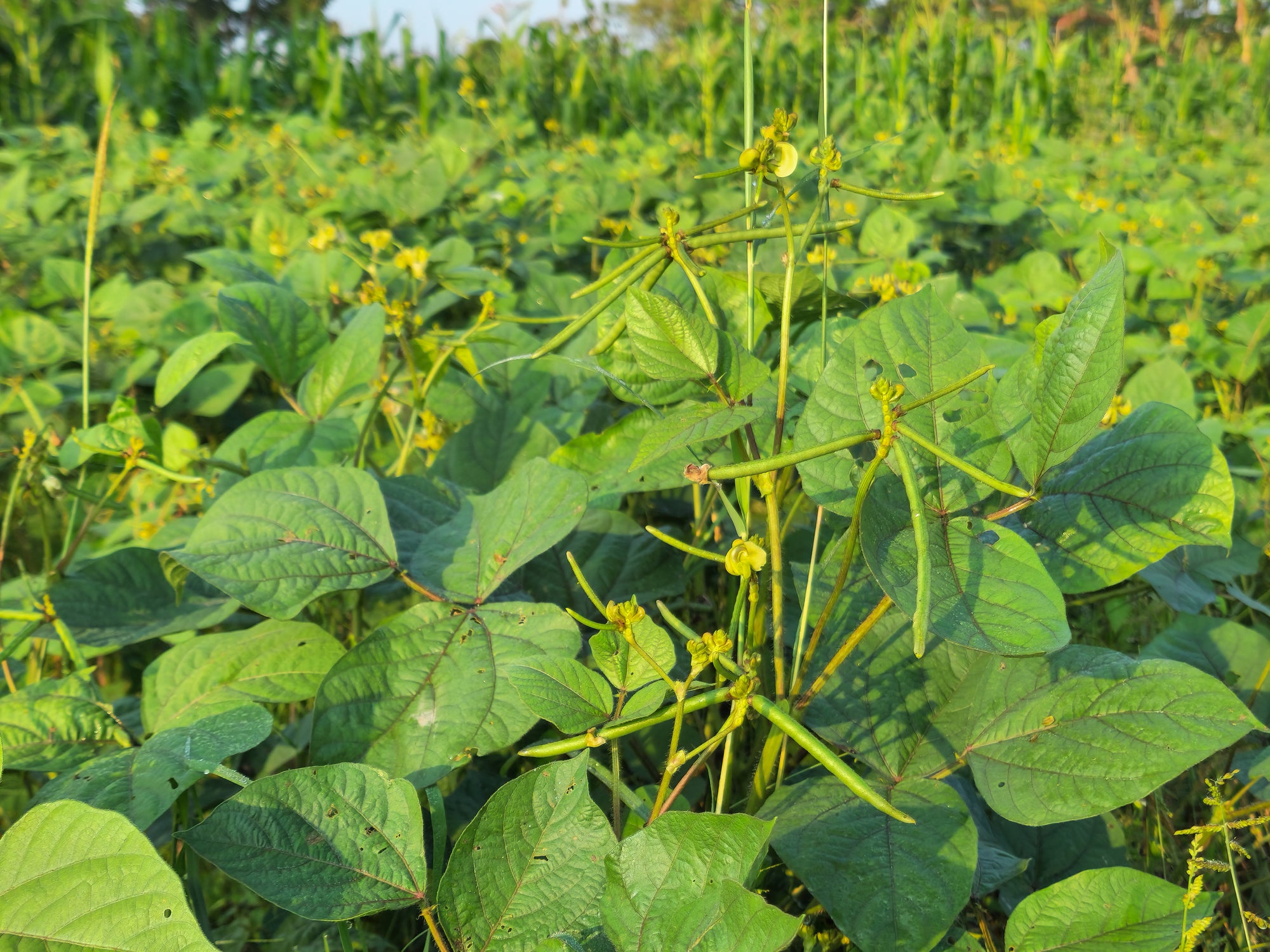 Green Mung Bean plants growing in a garden