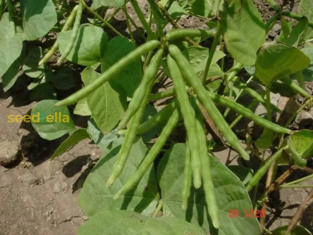 Green Mung Bean Seeds For Vegetable Gardening Seeds