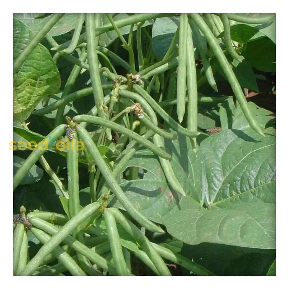 Green Mung Bean Seeds For Vegetable Gardening Seeds