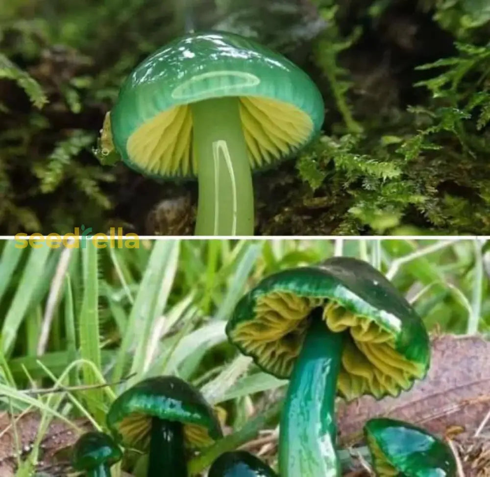 Green Mushroom Vegetable Seeds - Grow Nutritious Mushrooms For Unique And Tasty Harvest