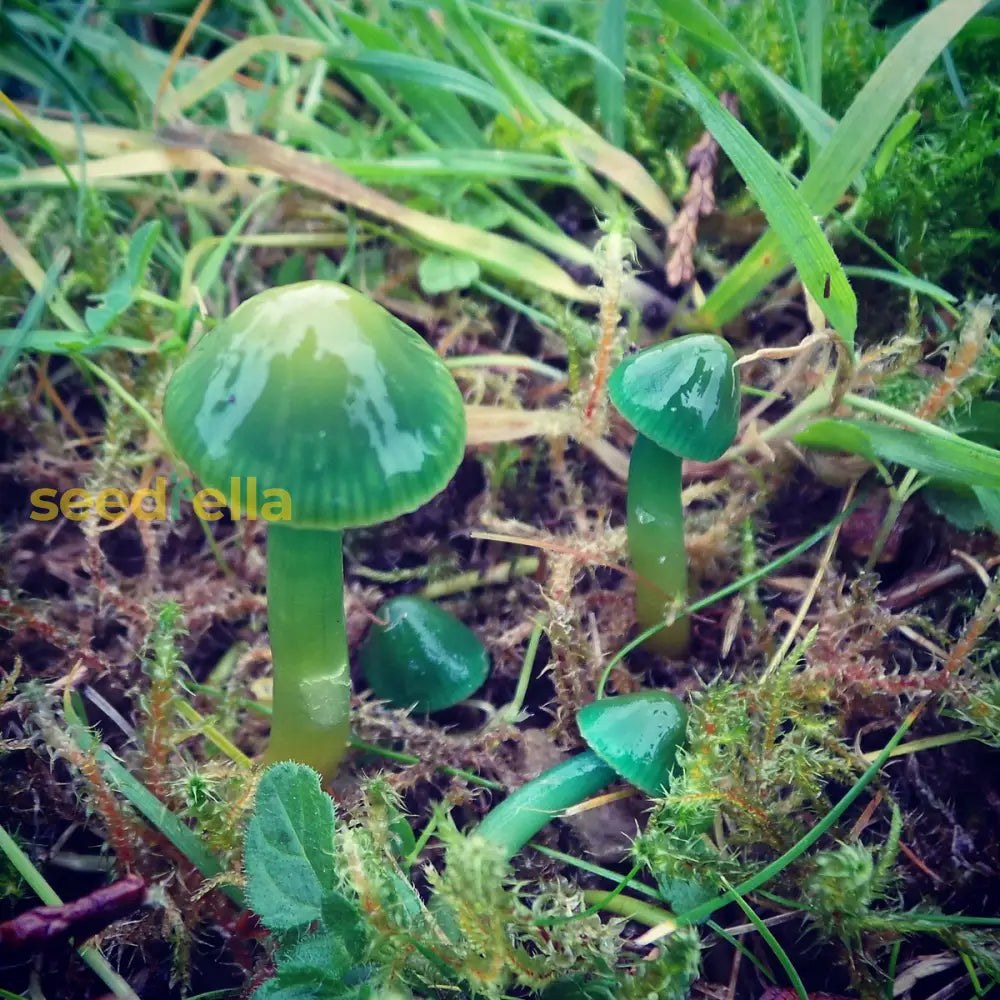 Green Mushroom Vegetable Seeds - Grow Nutritious Mushrooms For Unique And Tasty Harvest