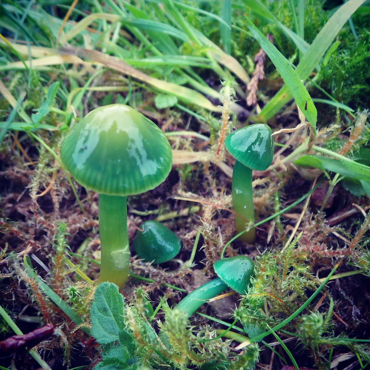Green mushrooms growing in garden beds or containers