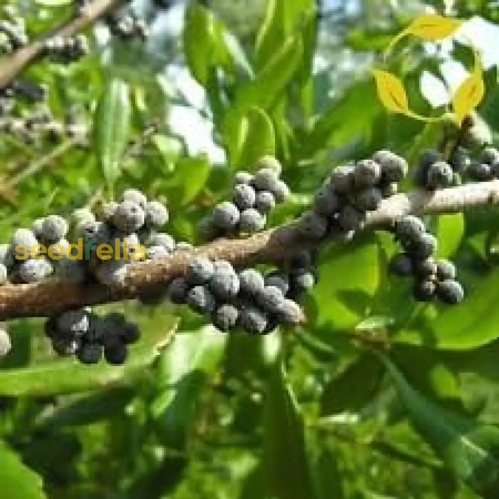 Green Myrtle Myrica Cerifera Seeds For Planting  Grow Beautiful Landscapes Fruit