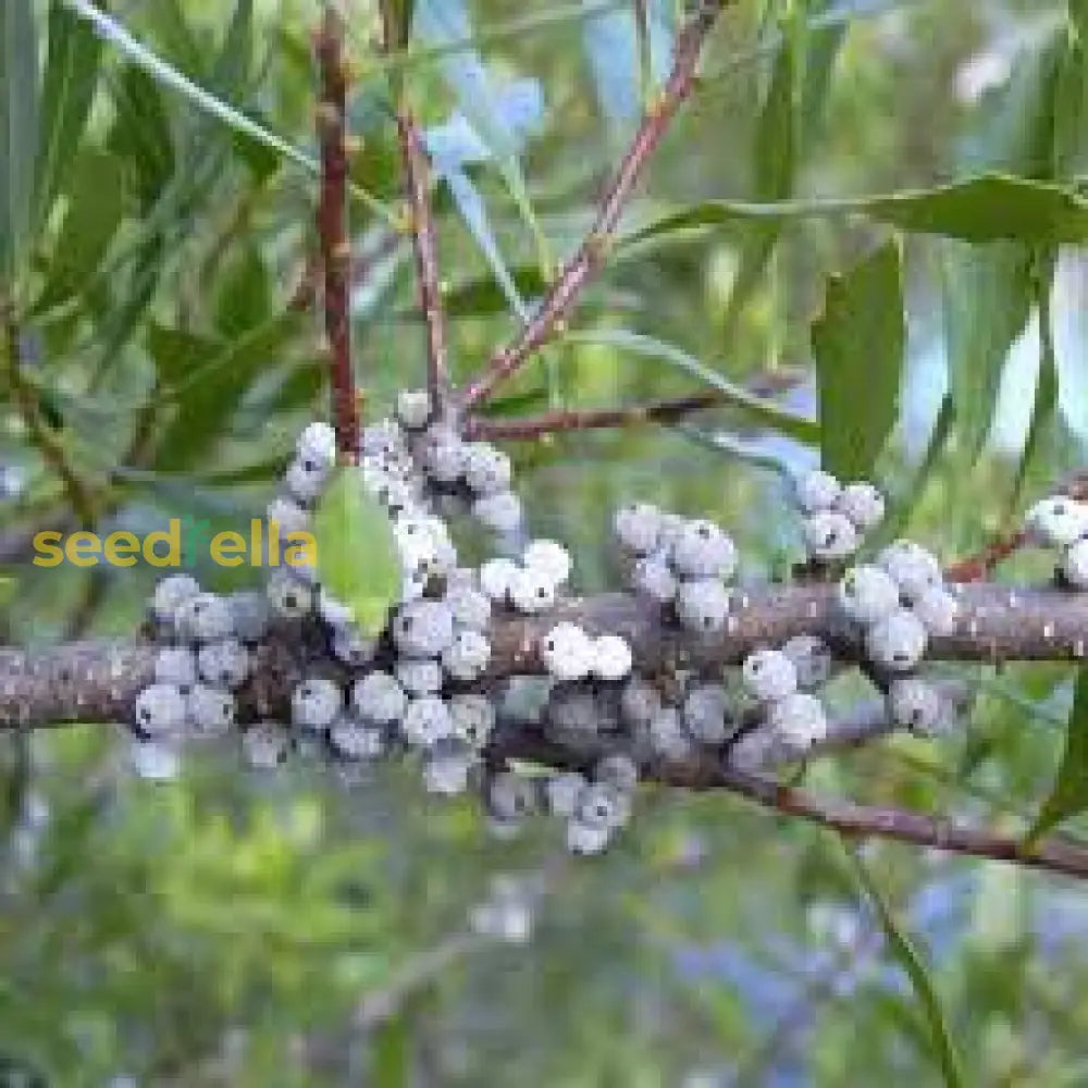 Green Myrtle Myrica Cerifera Seeds For Planting  Grow Beautiful Landscapes Fruit