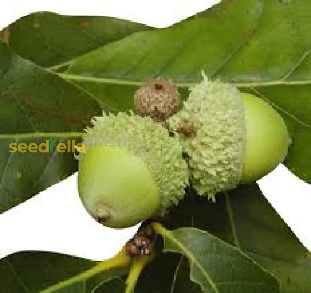 Green Oak Tree Seeds For Planting Plant Seeds